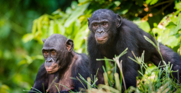 chimpanzés vivem em grupo