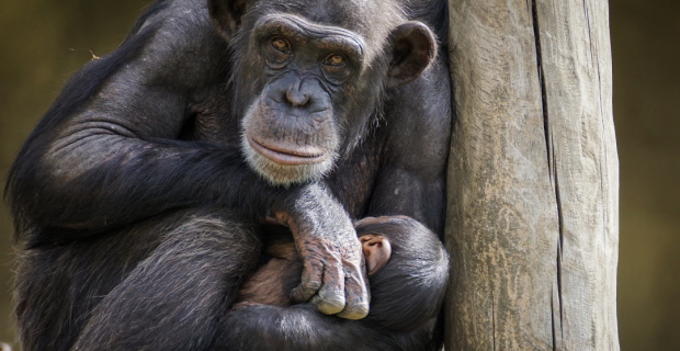 Funcionários e voluntários tentam resgatar animais do zoo Feldman Ecopark na Ucrânia