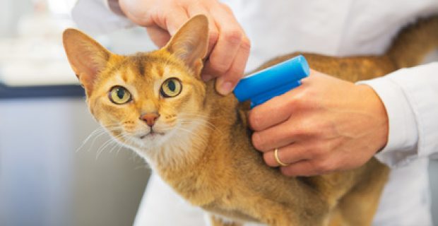Microchip implant for cat by Veterinarian