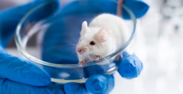 experimentação animal