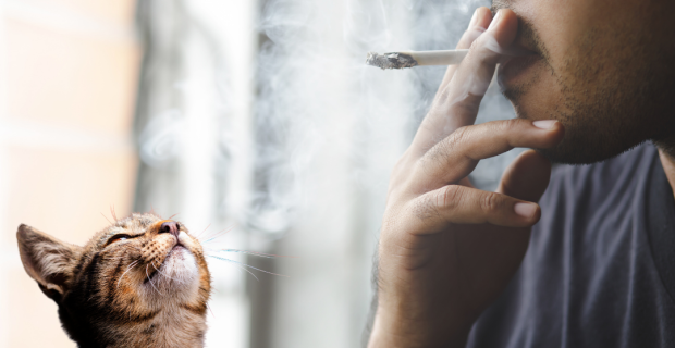 cigarro e pets