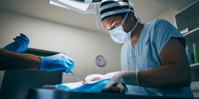 Cirurgia veterinária em evolução