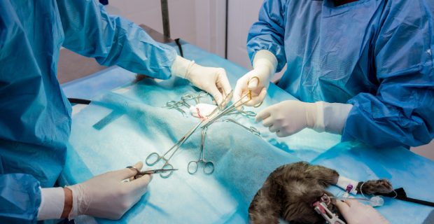 cirurgioes-veterinarios-na-sala-de-cirurgia-fazendo-castracao-de-gatos