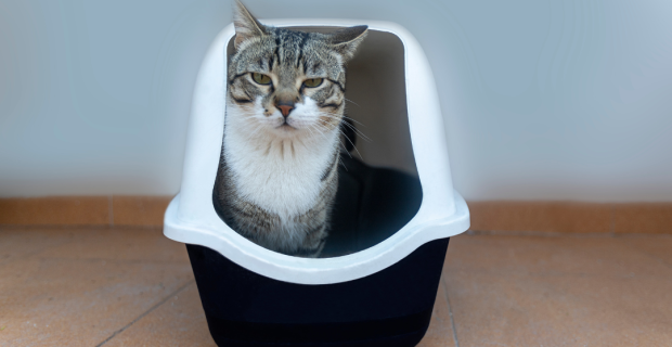 cistite felina