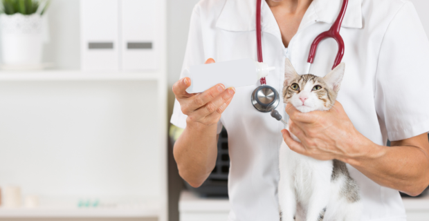 clínica veterinária