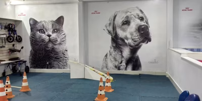 Fisioterapia e ortopedia veterinária: o encontro de duas especialidades que se complementam