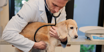 clinica pet
