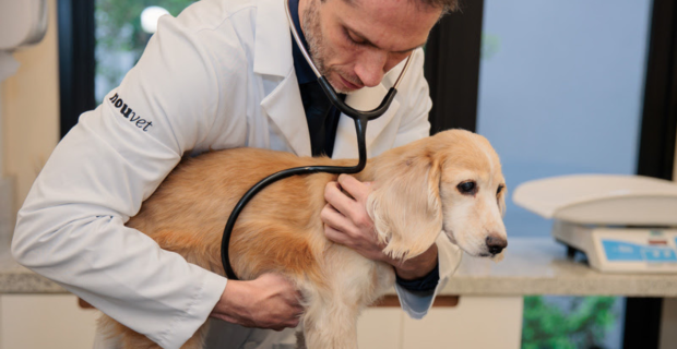 clinica pet