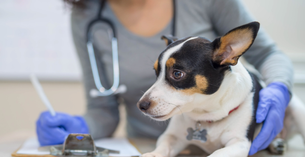 clínica veterinária popular em Guarulhos