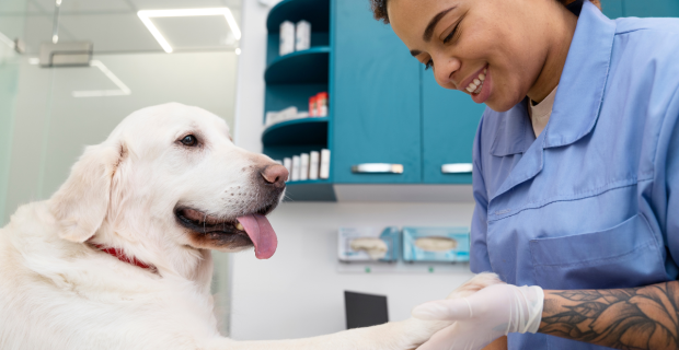 clinica vet