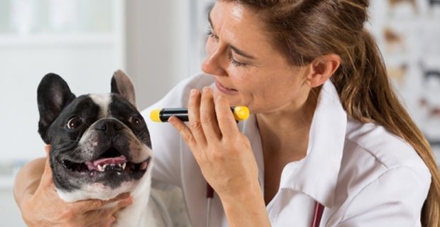 clinica-veterinaria-oftalmologia