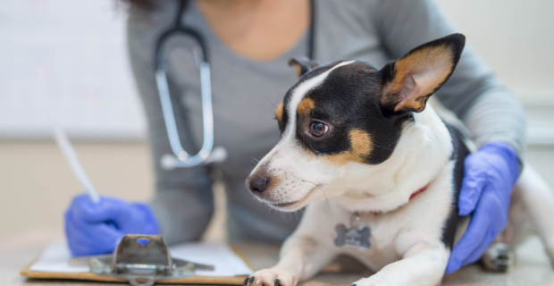 Sorocaba (SP) construirá Clínica Pública Veterinária na Zona Norte da Cidade