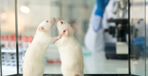 rato de laboratório