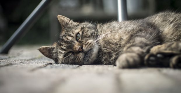 enterro pet