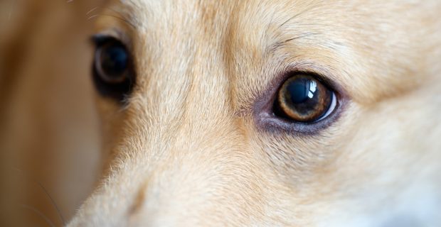 olhos cão