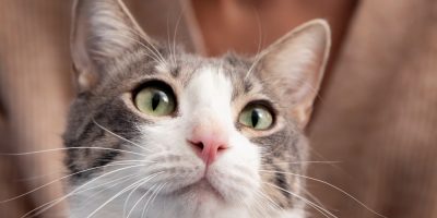 Acne Felina: muito mais que um problema estético