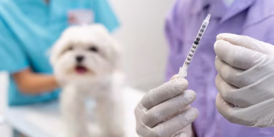 Zoonoses em ascensão acendem alerta epidemiológico no Brasil