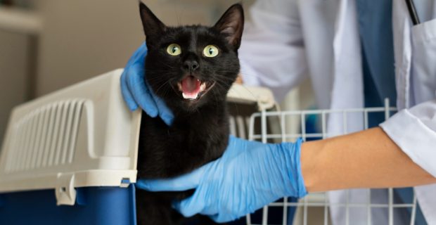 close-no-veterinario-cuidando-do-gato