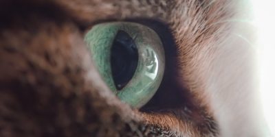 Florida Spots: o que está por trás das manchas nos olhos dos pets?