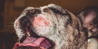 Dermatose responsiva ao zinco em cães: entenda a deficiência nutricional