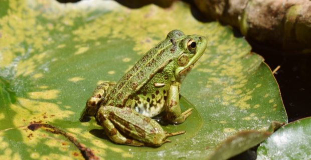 sapo na lagoa
