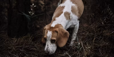 Cupins de chuva podem intoxicar cães: entenda os riscos e saiba como proteger seu pet