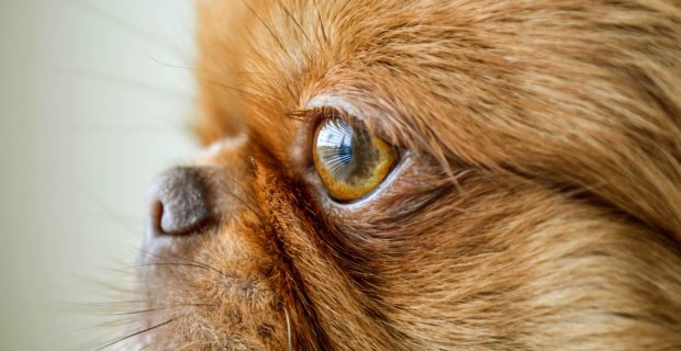olhos cão