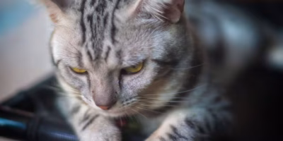 Quando o ambiente adoece: o estresse oculto nos gatos