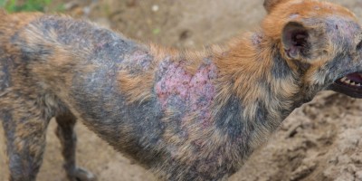 Sarna canina: prevenção e diagnóstico precoce são essenciais para proteger a saúde dos cães