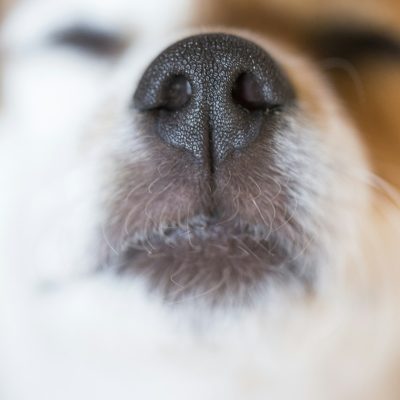 close up macro view of a cute small snout of a dog with black nose and white fur. Pets indoors