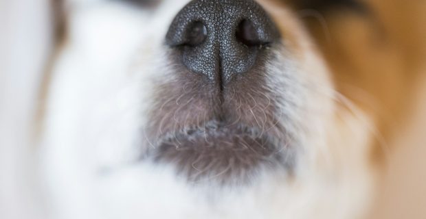 close up macro view of a cute small snout of a dog with black nose and white fur. Pets indoors