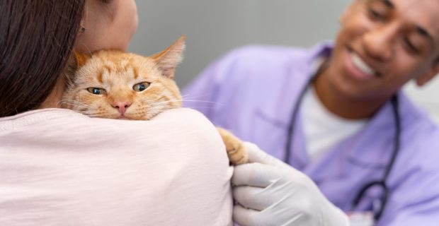 gato na clínica