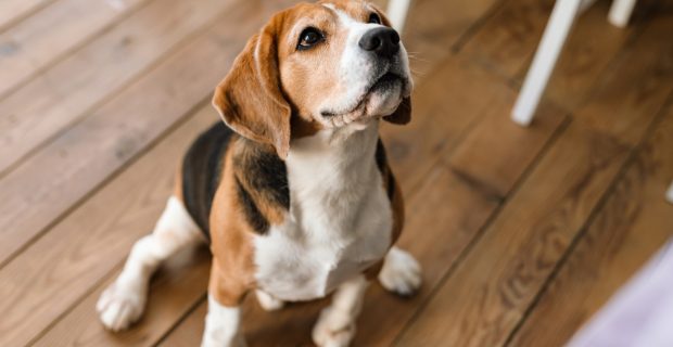 Close up of a beagle dog standing