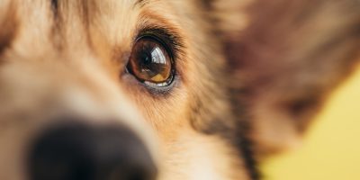 close up of eye of pembroke welsh corgi dog