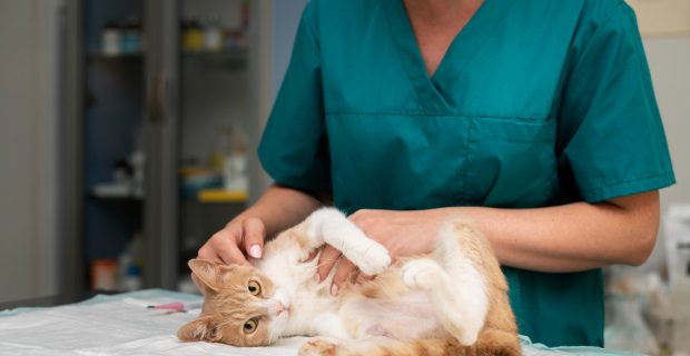 gato vet