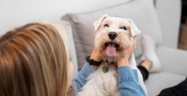 cão e tutor