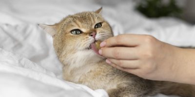 Novo guideline: profilaxia antimicrobiana cirúrgica