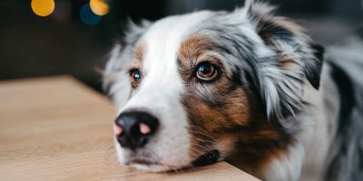 Close-up portrait of a dog. Sad puppy eyes.