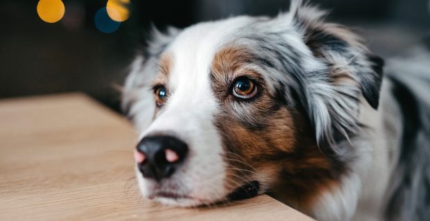 Close-up portrait of a dog. Sad puppy eyes.