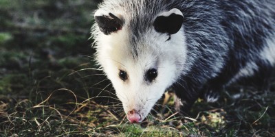 Gambás: mal compreendidos, mas indispensáveis ao ecossistema