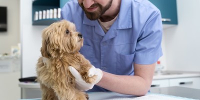 Trazodona: real aliada nos atendimentos de cães?