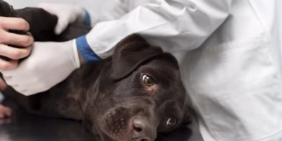 Novas orientações do Royal Veterinary College aprimoram verificação de sondas de alimentação em pets