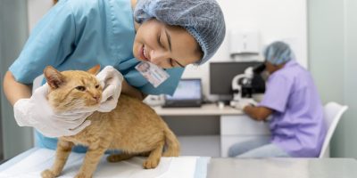 Hiperparatireoidismo secundário nutricional em cães e gatos: desequilíbrio alimentar compromete a saúde óssea