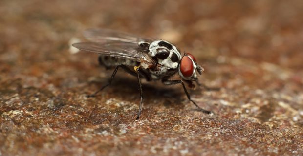 mosca