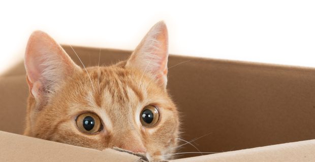 gato escondido em caixa