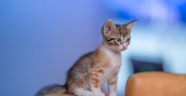 filhote gato