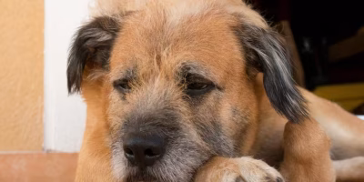 Janeiro Branco reforça a importância da saúde mental e emocional de pets