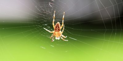 closeup-tiro-de-foco-seletivo-de-uma-aranha-na-teia-em-um-fundo-verde