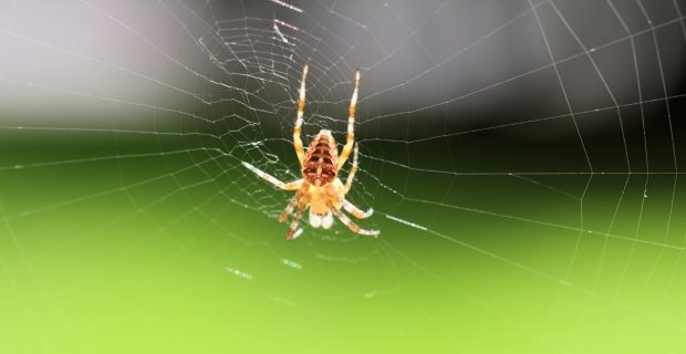 closeup-tiro-de-foco-seletivo-de-uma-aranha-na-teia-em-um-fundo-verde