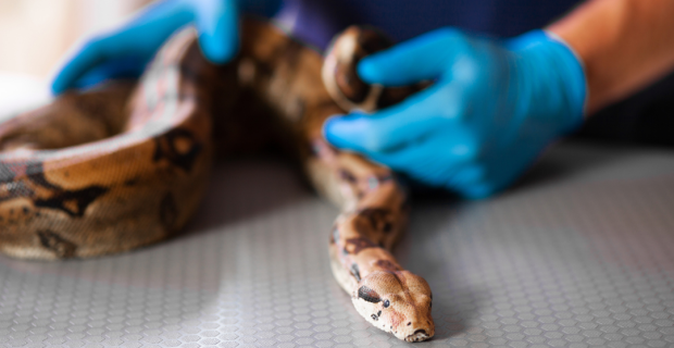 Vet Exóticos Clínica Veterinária